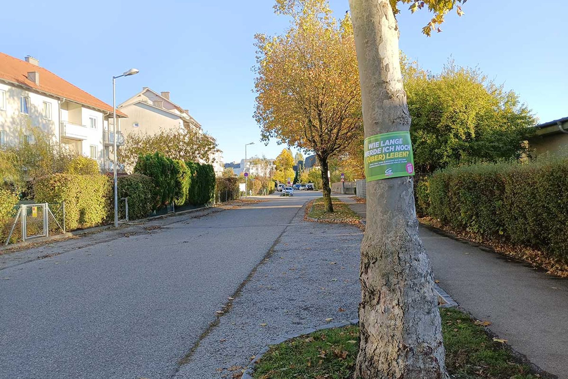 Baumschutz-Verordnung-St.Poelten: Schild auf Baum am Straßenrand 'Wie lange werde ich noch überleben?