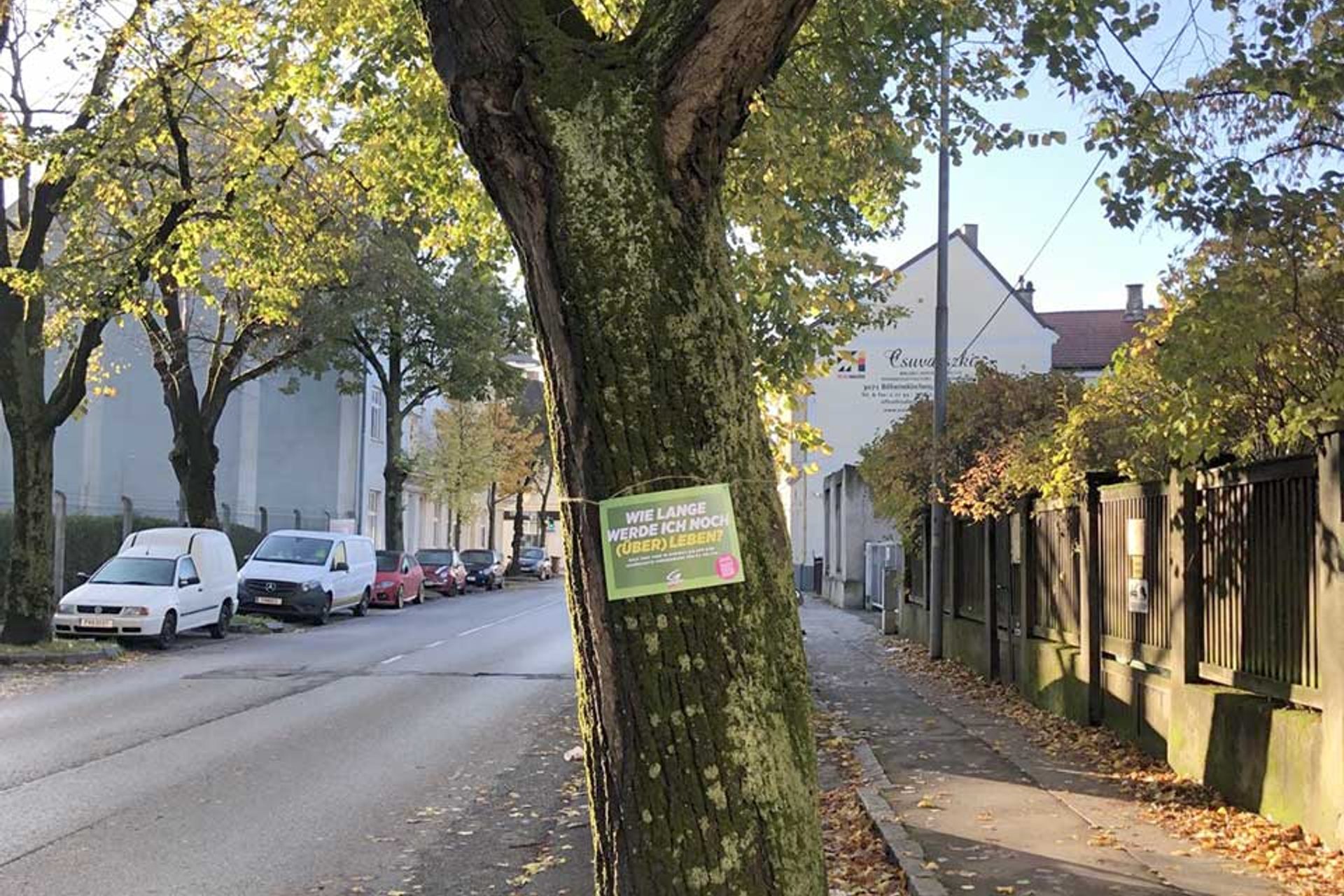 Grüne fordern Baumschutz-Verordnung für St. Pölten: Schild auf Baum "Wie lange werde ich noch überleben?"