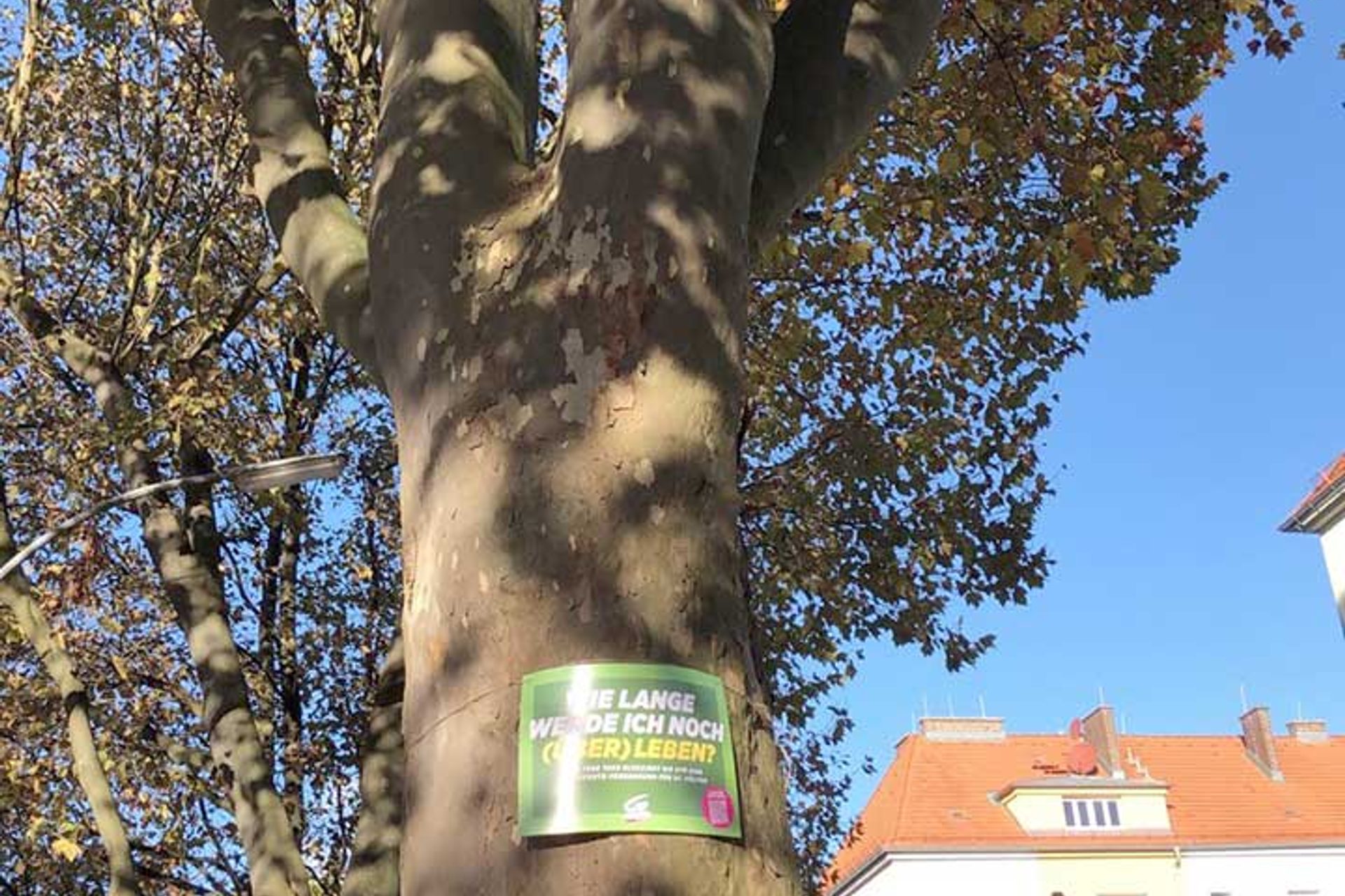 Grüne fordern Baumschutz-Verordnung für St. Pölten: Schild auf Baum "Wie lange werde ich noch überleben?"