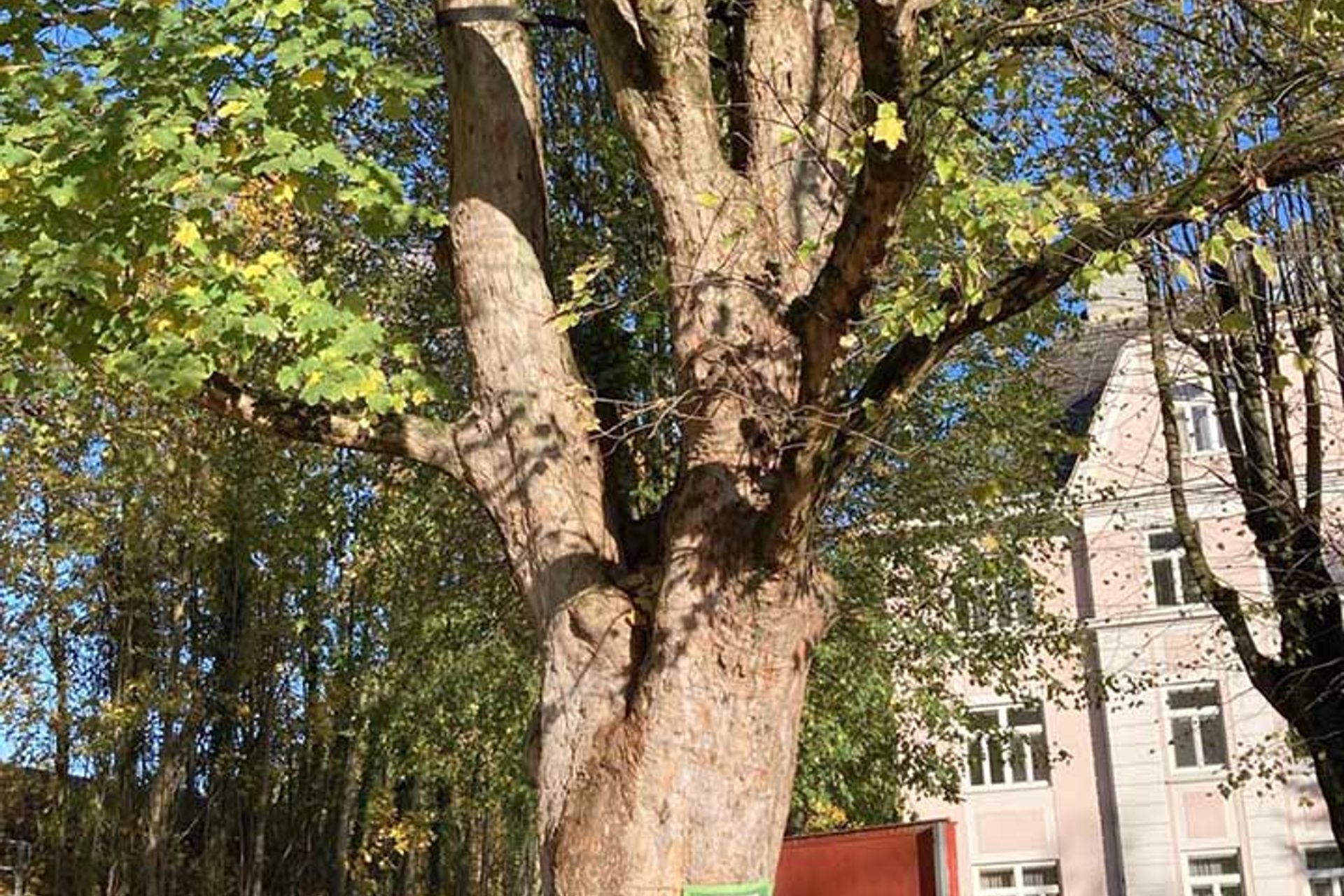 Grüne fordern Baumschutz-Verordnung für St. Pölten: Schild auf Baum "Wie lange werde ich noch überleben?"