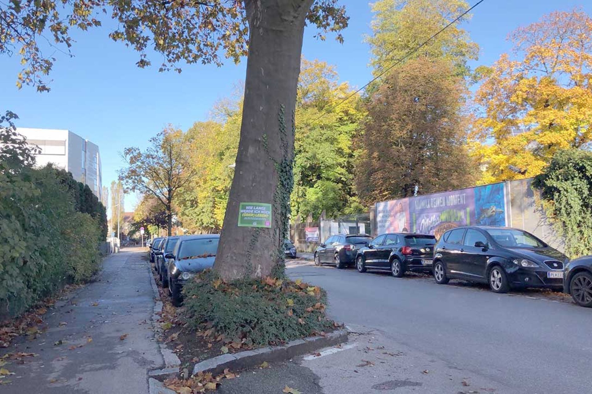 Baumschutz-Verordnung-St.Poelten: Schild auf Baum am Straßenrand 'Wie lange werde ich noch überleben?