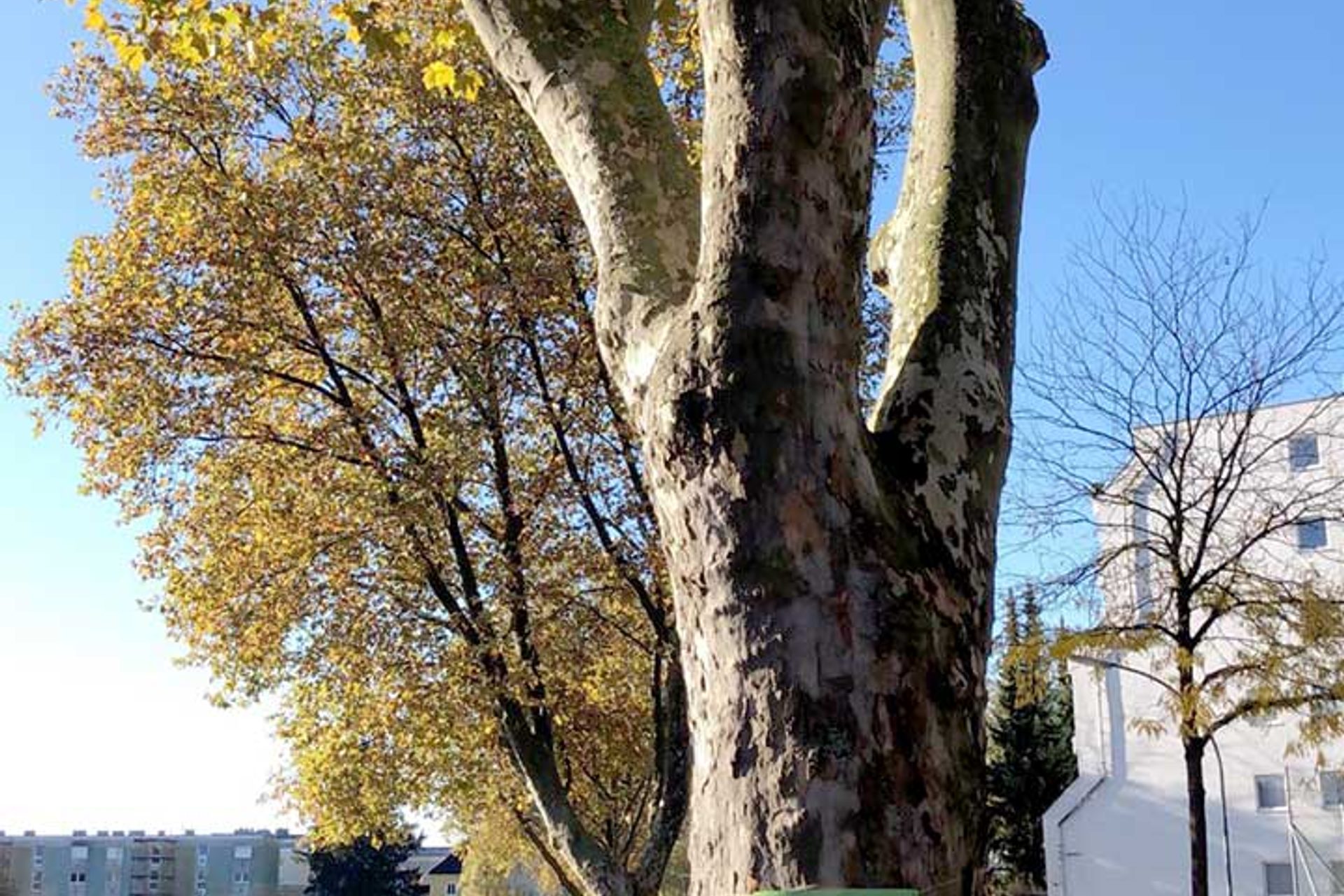 Baumschutz-Verordnung-St.Poelten: Schild auf Baum am Straßenrand 'Wie lange werde ich noch überleben?