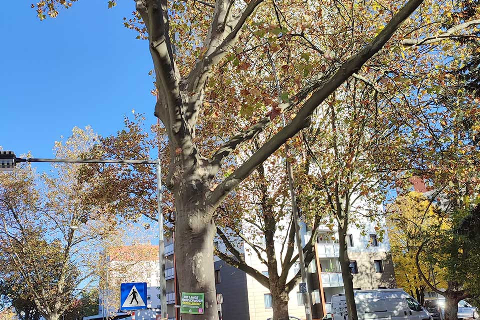 Baumschutz-Verordnung-St.Poelten: Schild auf Baum in kleiner Grünfläche 'Wie lange werde ich noch überleben?