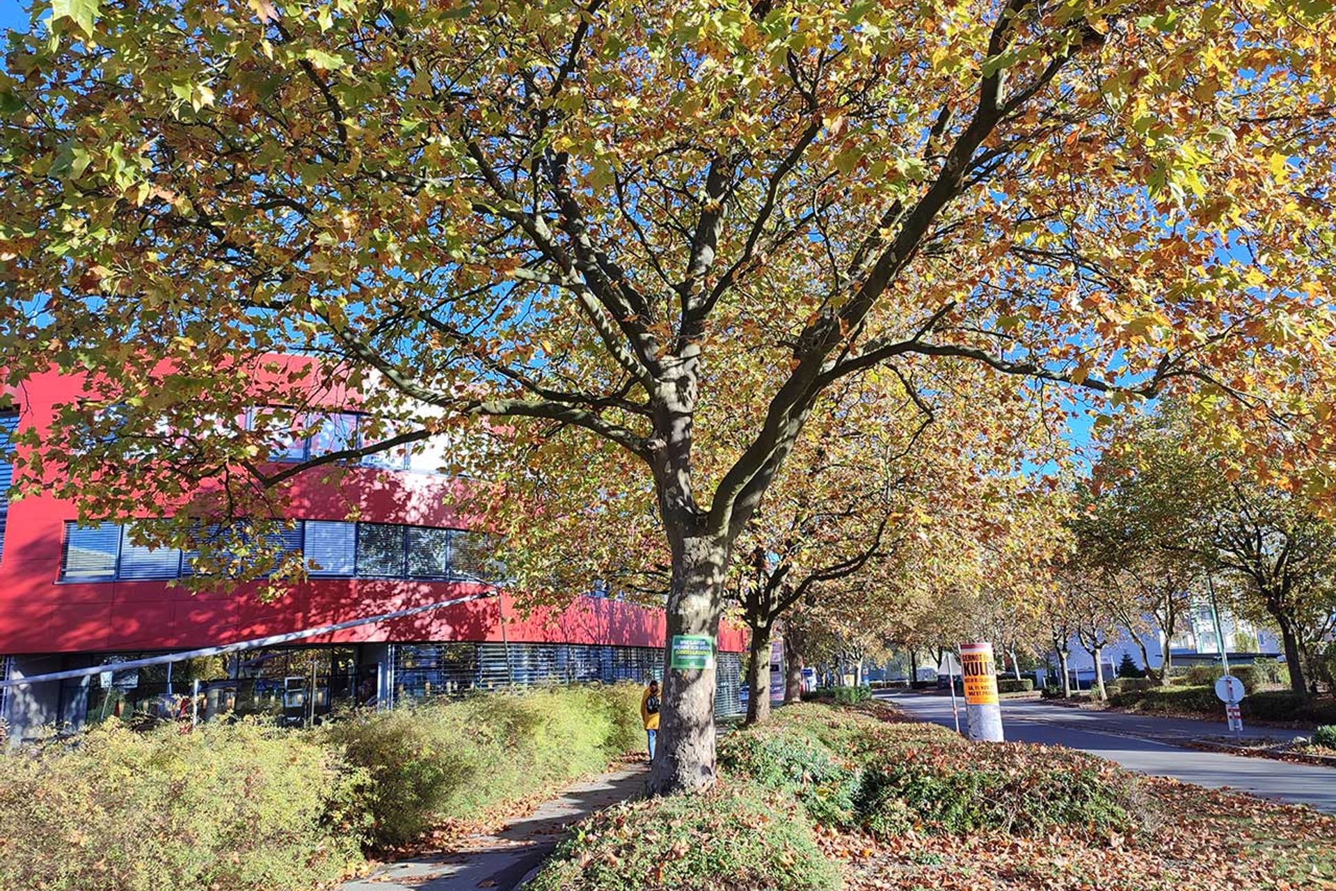 Baumschutz-Verordnung-St.Poelten: Schild auf Baum in kleiner Grünfläche 'Wie lange werde ich noch überleben?