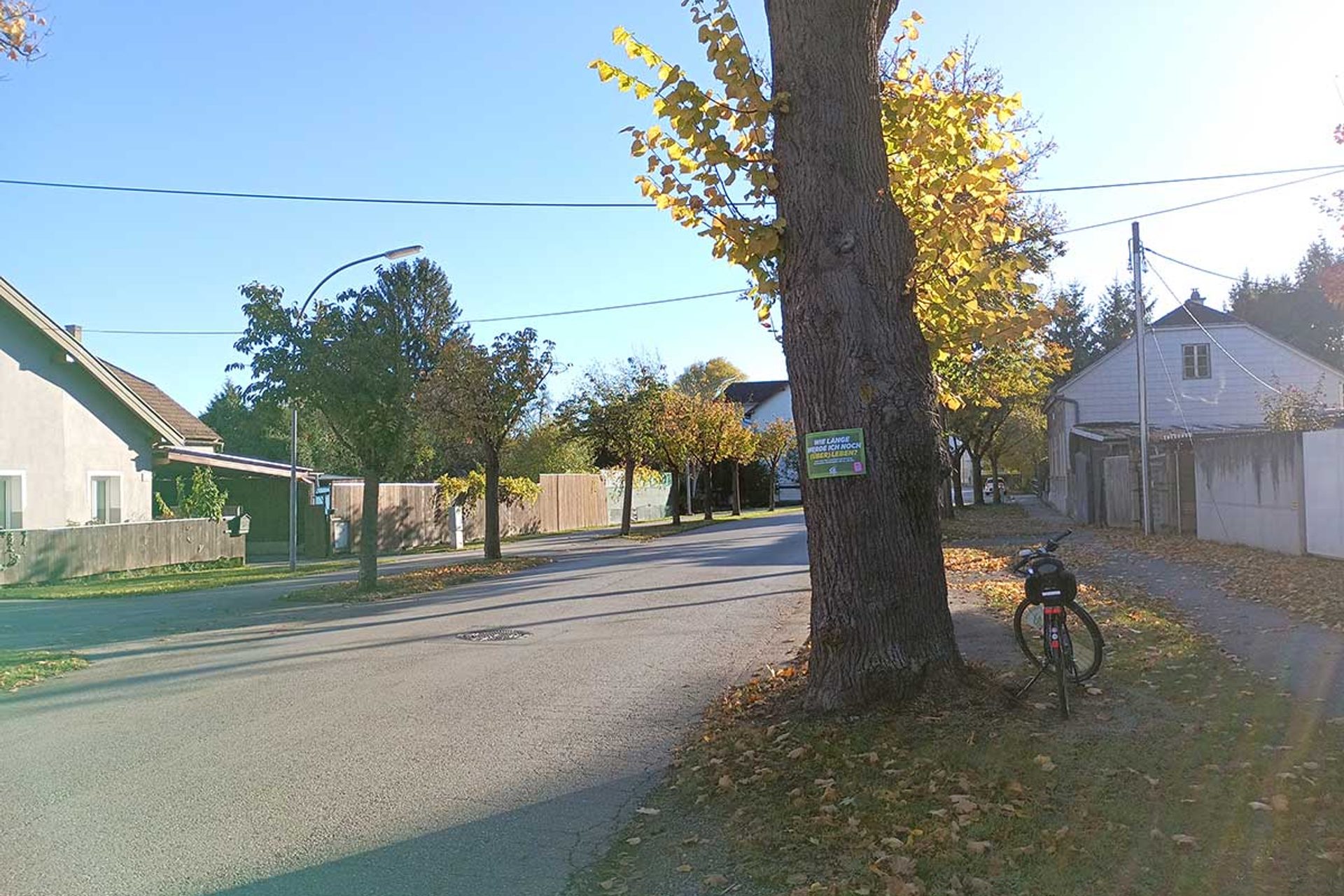Baumschutz-Verordnung-St.Poelten: Schild auf Baum am Straßenrand 'Wie lange werde ich noch überleben?