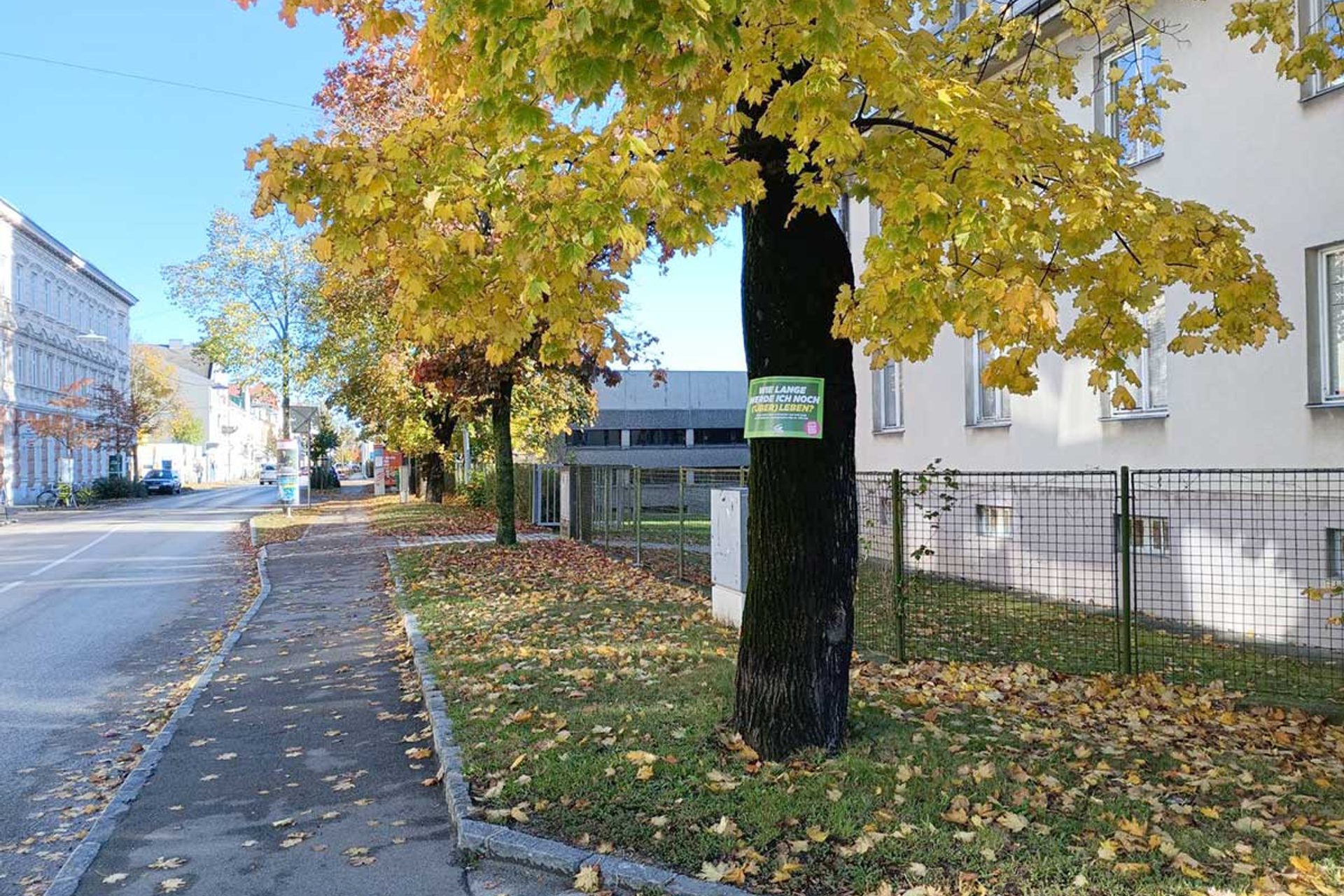 Baumschutz-Verordnung-St.Poelten: Schild auf Baum am Straßenrand 'Wie lange werde ich noch überleben?