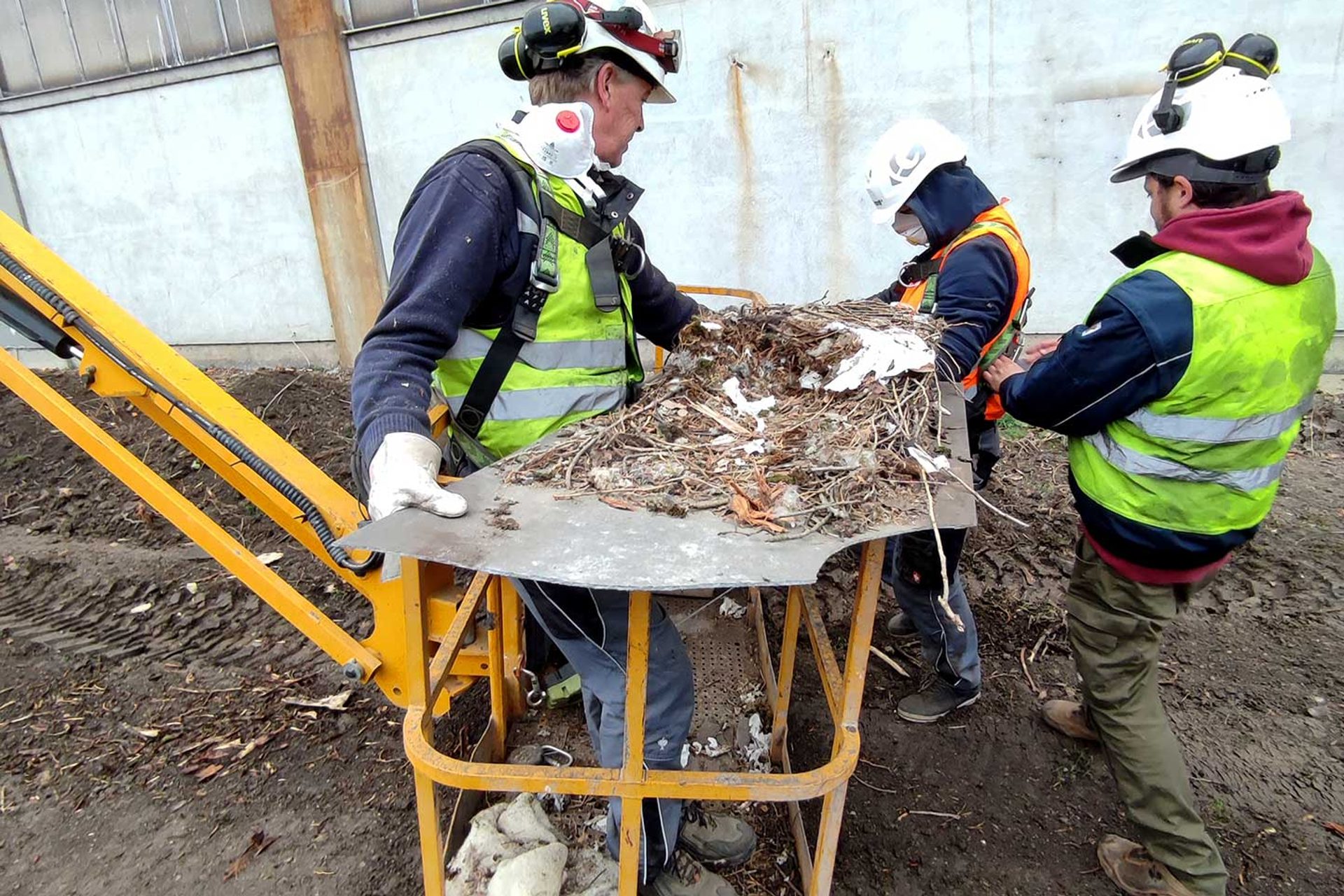 Detailansicht der gefundenen, leeren Falkennester
