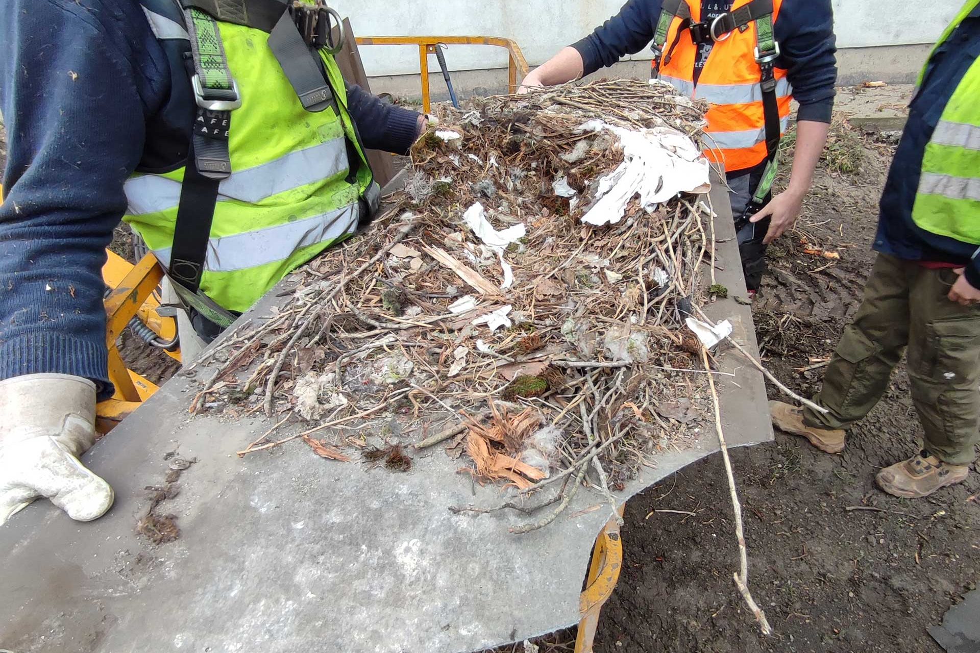 Detailansicht der gefundenen, leeren Falkennester