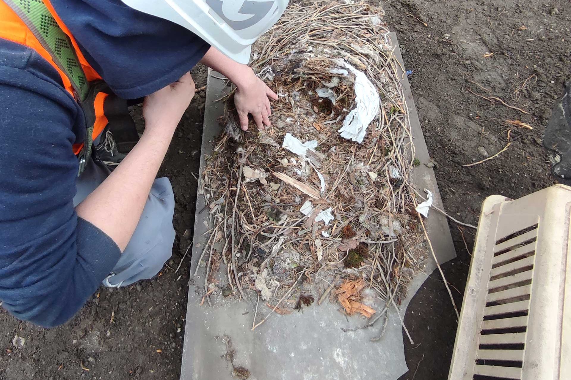 Detailansicht der gefundenen, leeren Falkennester