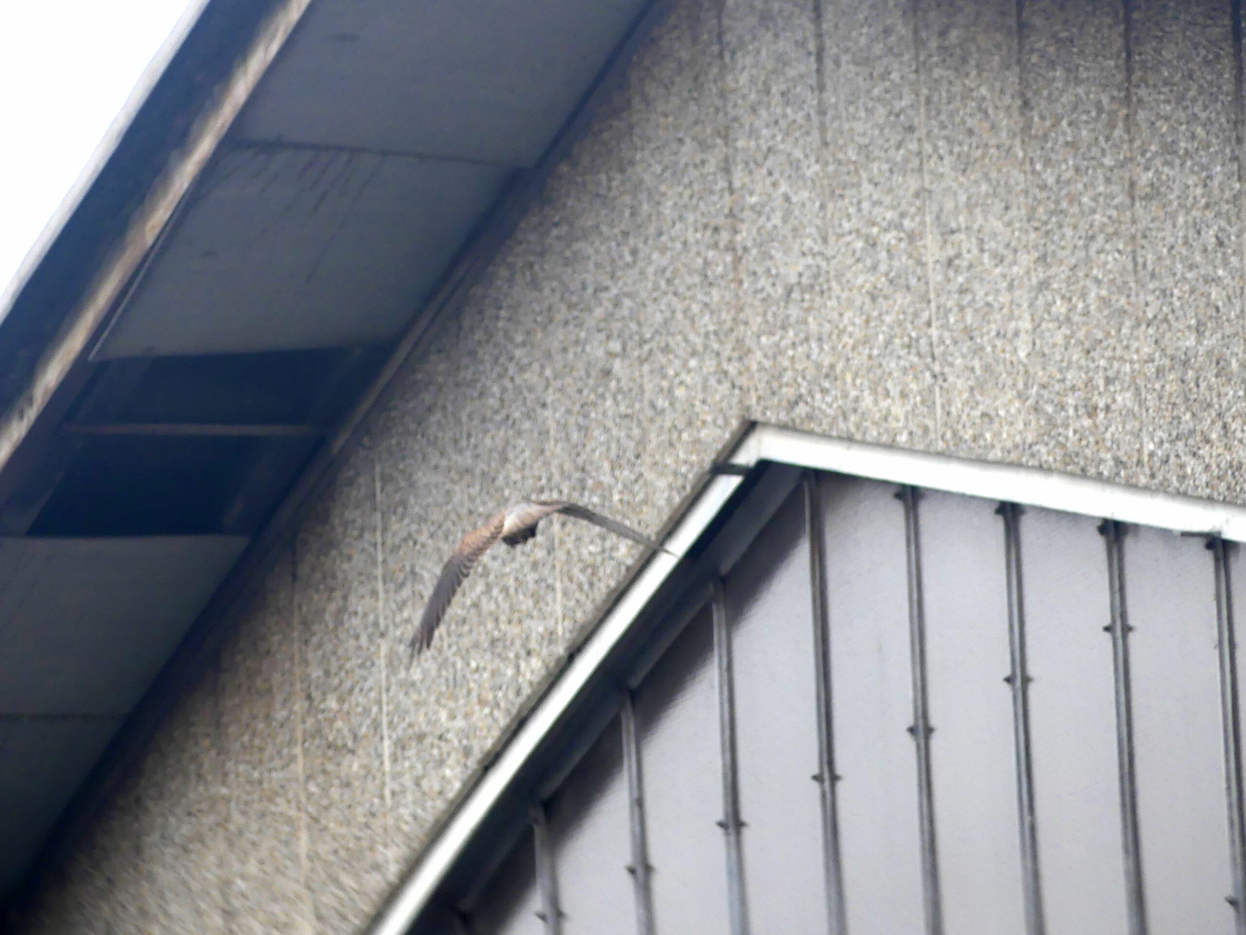 Turmfalke im Abflug vom Ansitz an Mauer