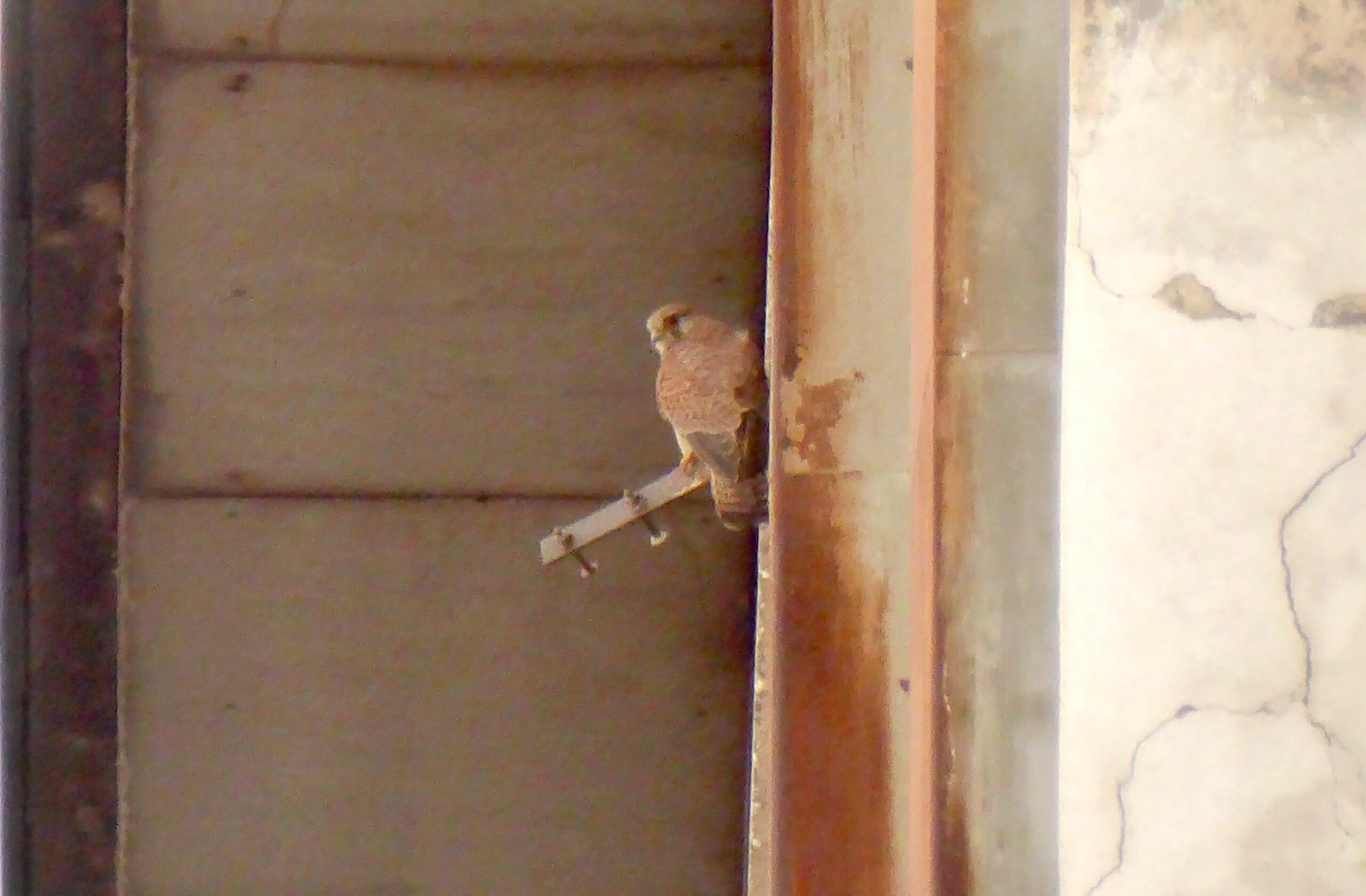 Turmfalke auf Ansitz an Mauer