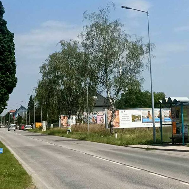 Diese 3 Birken entlang der Ratzersdorfer Hauptstraße sollen gefällt werden