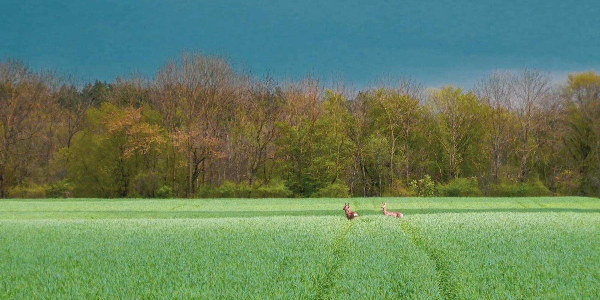 Das Gebiet des geplanten REWE-Lagers südlich von St. Pölten © Bernd Klug