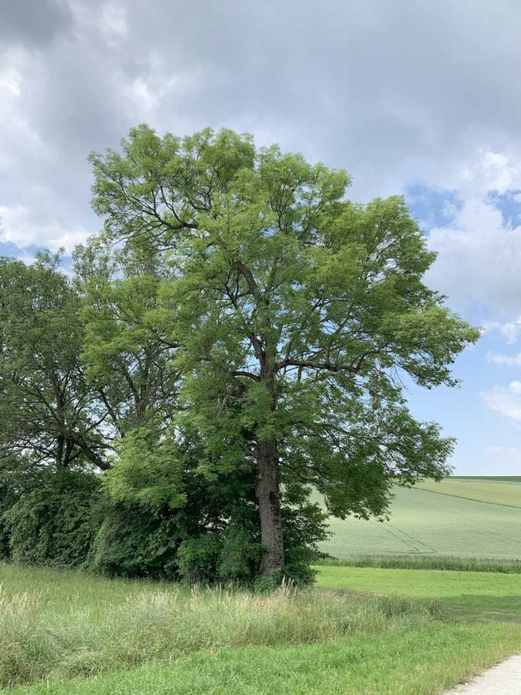 Gemeine Esche © greensteps.me