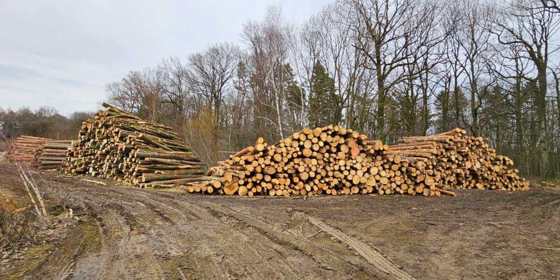 Aufgestapelte Baumstämme am GÜPL Völtendorf (St. Pölten )