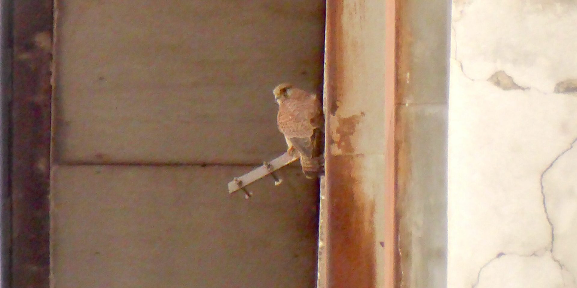 Turmfalke auf Ansitz an der VOITH-Halle