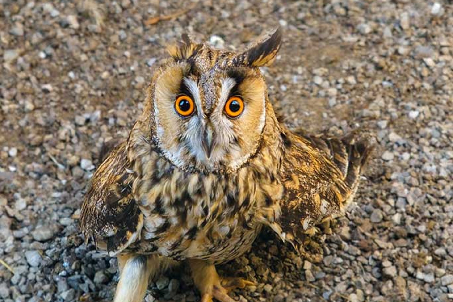 Waldohreule © Peter Rein-Hodurek