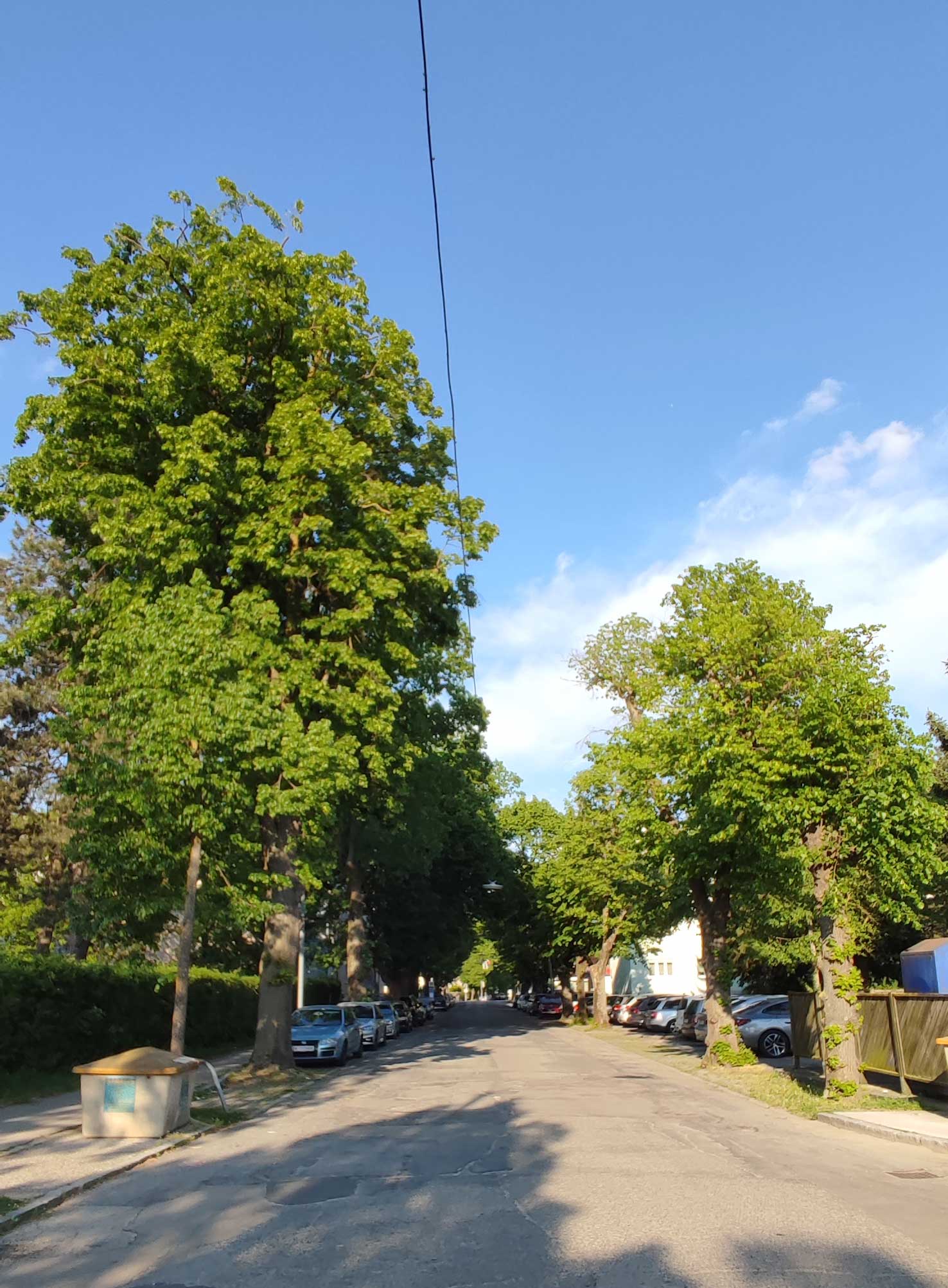 Lindenallee in der St. Pöltner Heidenheimerstraße im Abendlicht beschattet die Straße, parkende Autos und die angrenzende Wohnbebauung
