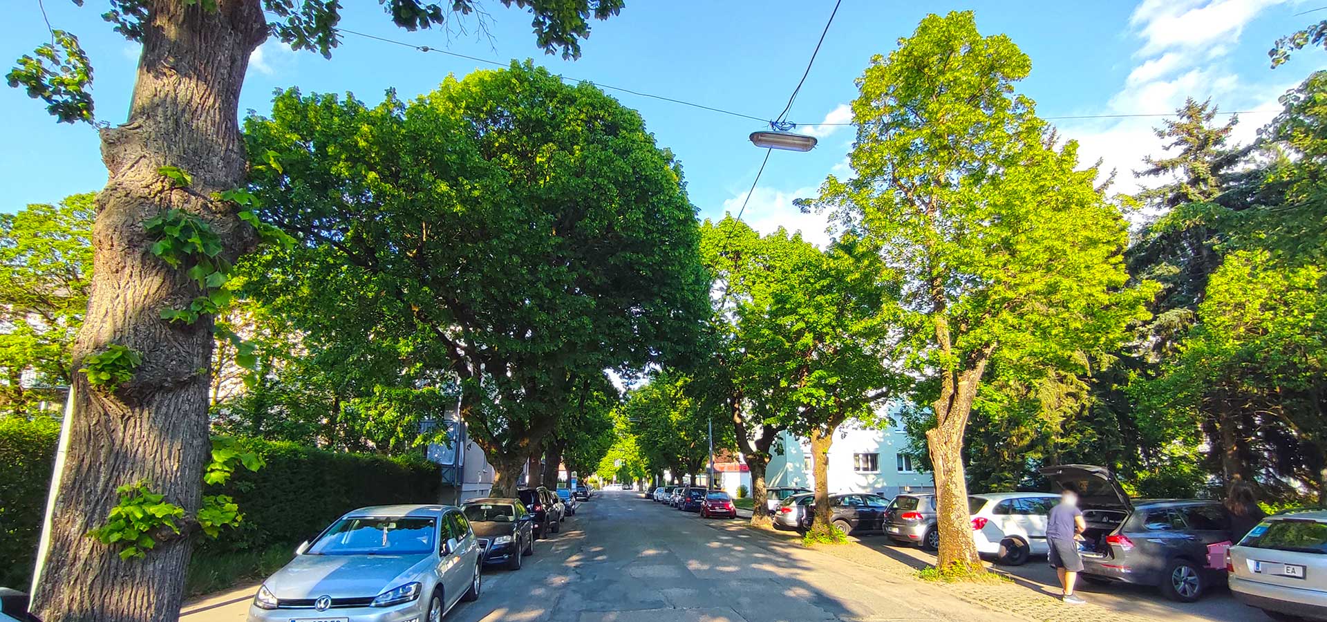Lindenallee in der St. Pöltner Heidenheimerstraße im Abendlicht beschattet die Straße, parkende Autos und die angrenzende Wohnbebauung