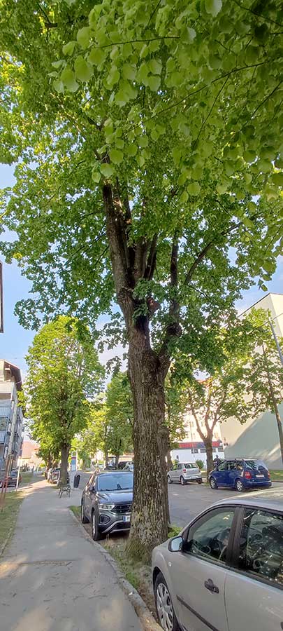 Lindenallee in der St. Pöltner Heidenheimerstraße im Abendlicht beschattet die Straße, parkende Autos und die angrenzende Wohnbebauung
