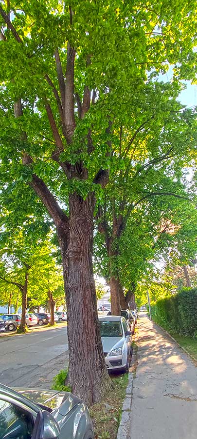 Lindenallee in der St. Pöltner Heidenheimerstraße im Abendlicht beschattet die Straße, parkende Autos und die angrenzende Wohnbebauung