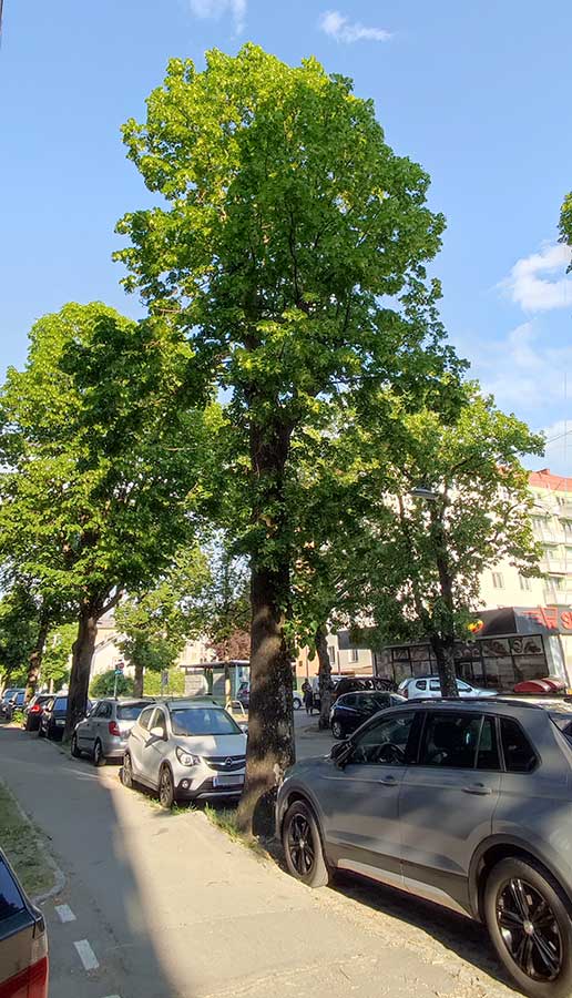 Lindenallee in der St. Pöltner Heidenheimerstraße im Abendlicht beschattet die Straße, parkende Autos und die angrenzende Wohnbebauung