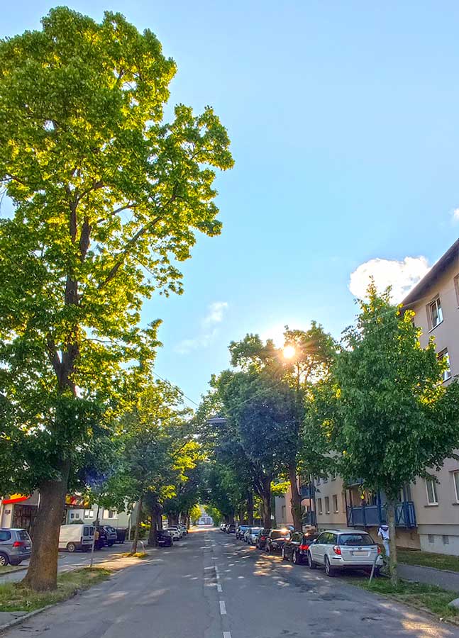 Lindenallee in der St. Pöltner Heidenheimerstraße im Abendlicht beschattet die Straße, parkende Autos und die angrenzende Wohnbebauung