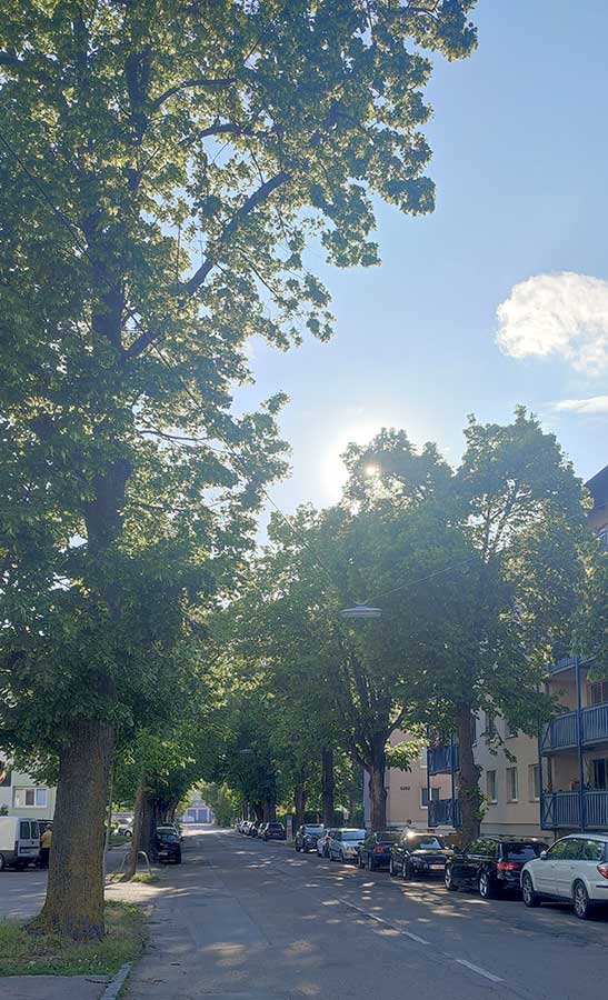 Lindenallee in der St. Pöltner Heidenheimerstraße im Abendlicht beschattet die Straße, parkende Autos und die angrenzende Wohnbebauung