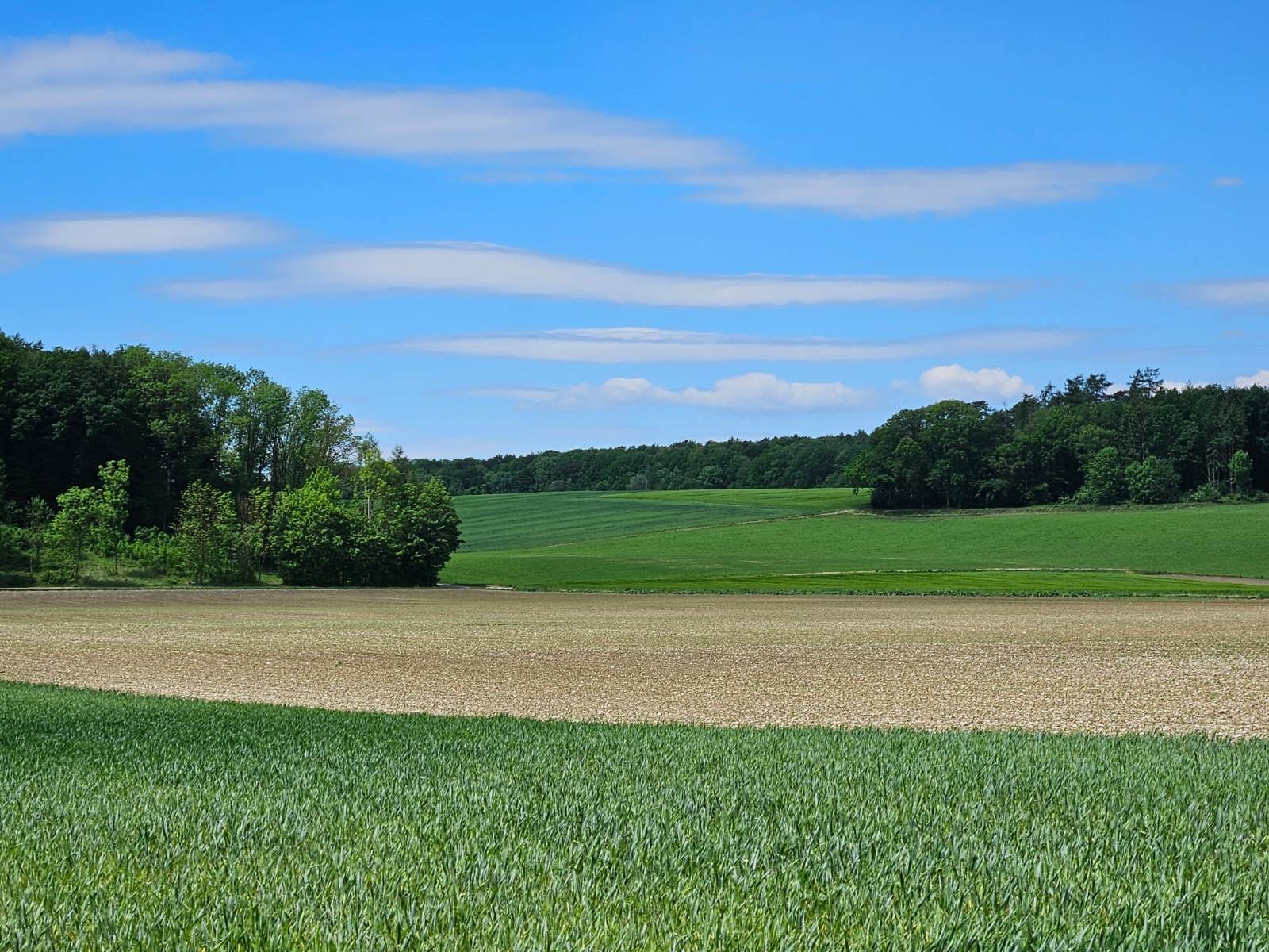 Weite Kulturlandschaft mit Feldern, Wiesen und Waldrändern unter blauem Himmel. Die Aufnahme zeigt das Landschaftsbild im Bereich der geplanten Spange Wörth.