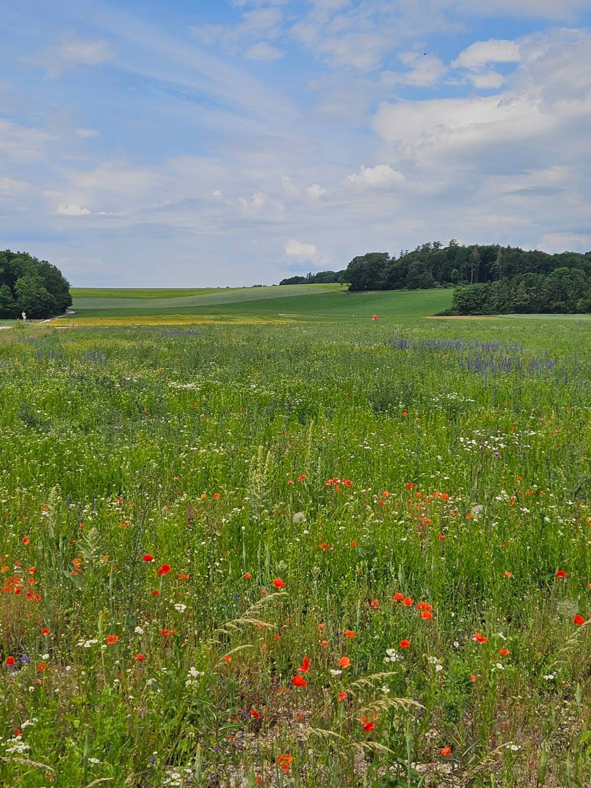 Blühende Wiese mit Wildblumen vor einer sanft hügeligen Agrarlandschaft mit Waldrand unter leicht bewölktem Himmel. Das Gebiet liegt im Umfeld der geplanten Spange Wörth